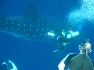 Whale Shark